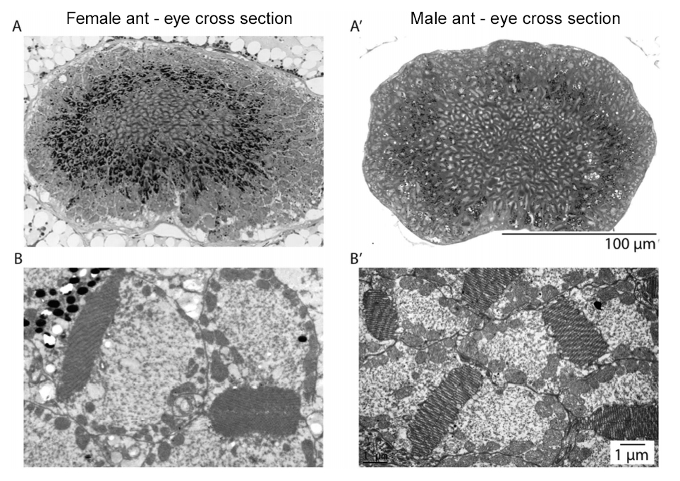 Cross-sections of the median ocellus of the alate female and male ants of Camponotus consobrinus.